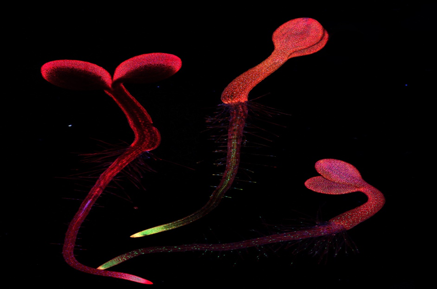 PROTEIN KIỂU VELCRO GI&Uacute;P THỰC VẬT TĂNG CƯỜNG PHẢN ỨNG VỚI CĂNG THẲNG M&Ocirc;I TRƯỜNG