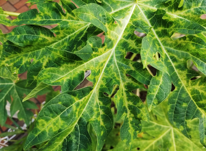 Tuần tin khoa học 957 (08-15/09/2025) 