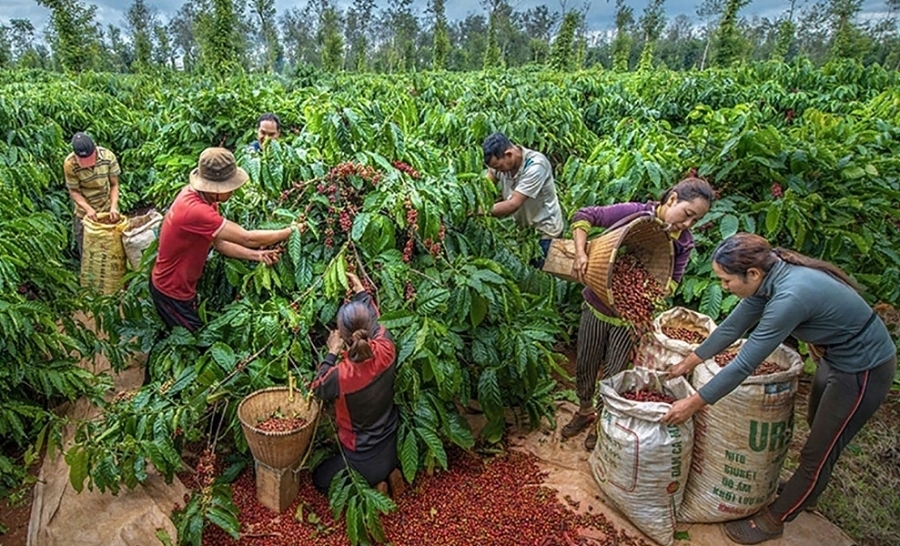 Xuất khẩu n&ocirc;ng l&acirc;m thủy sản 8 th&aacute;ng đạt tr&ecirc;n 45 tỷ USD, gỗ v&agrave; c&agrave; ph&ecirc; dẫn dắt tăng trưởng